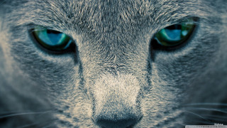 Cat blue eyes surreal macro - a blue eye free wallpaper