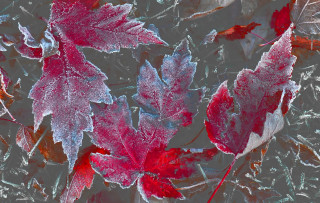 Red leaves frost window blue - a window pane free wallpaper