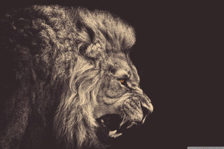 Lion mouth open wide open - mouth wide free wallpaper for desktop