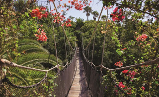 Suspension bridge forest red flowers - red flower free wallpaper