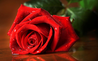Red rose water droplets romantic - a red rose free wallpaper