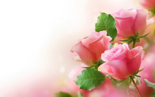 Pink roses green leaves white 5 - border free wallpaper