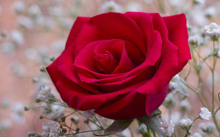 Red rose white flowers blurry - a blurry image free wallpaper