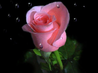 Pink rose water droplets black 6 - a drop of water free wallpaper