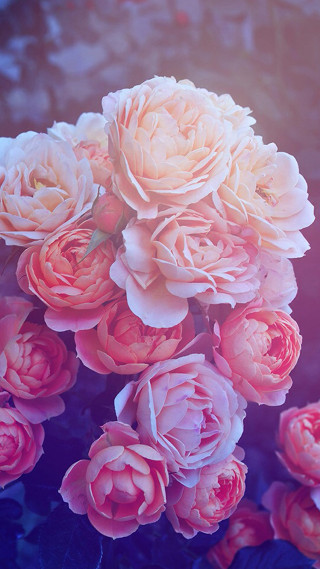 Pink flowers vase table blue 2 - a still life free wallpaper for mobile