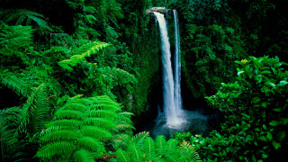 Waterfall lush green plants trees - tropical free wallpaper