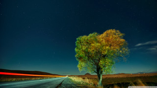 Tree road car night long - long exposure free wallpaper