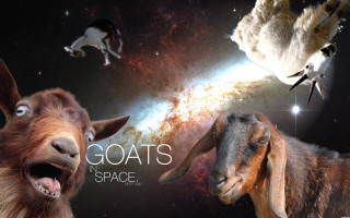 Goats in space bird flying - over them free wallpaper