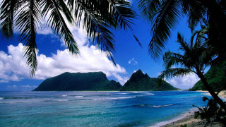 Tropical beach palm tree mountain 2 - a tropical beach free wallpaper