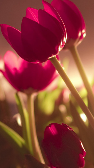 Close up flowers blurry background 2 - a still life free wallpaper for mobile