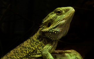 Green lizard rock camera black - a green lizard free wallpaper