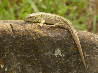 Lizard sitting rock wild nature - a lizard free wallpaper for desktop