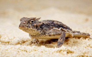 Small frog sandy ground sand - sandy free wallpaper for desktop