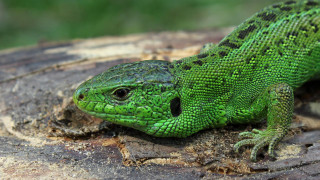 Green lizard tree stump sunny - a green lizard free wallpaper