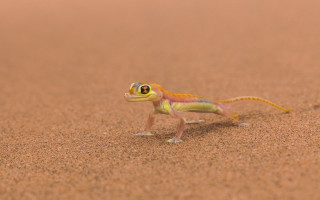 Small lizard walking sand desert - food free wallpaper