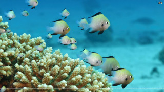 Fish coral reef ocean blue 3 - adobe photoshop free wallpaper