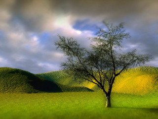 Tree field cloudy sky hill - a tree in a field free wallpaper