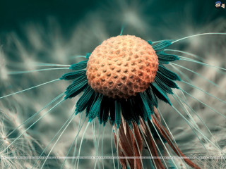 Dandelion closeup blurry background bottom - a blurry background and a blurry background free wallpaper