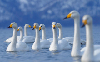 White ducks floating lake shore - top of a lake next free wallpaper for desktop