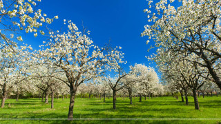 Field trees grass blue sky 8 - de hirsh margule free wallpaper