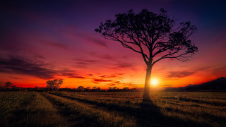 Tree field sunset purple sky - a tree in a field free wallpaper