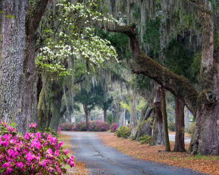 Road trees flowers scenery nature 2 - charles ragland bunnell free wallpaper