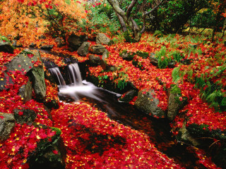 Stream red leaves rocks forest 7 - tree and shrubs free wallpaper