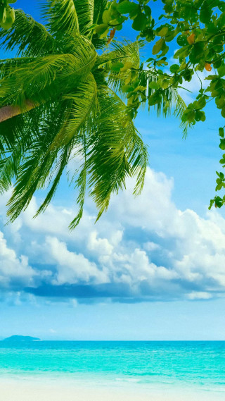 Beach palm tree blue sky 18 - palm tree free wallpaper for mobile