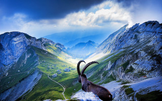 Goat long horns mountain top - a mountain top free wallpaper