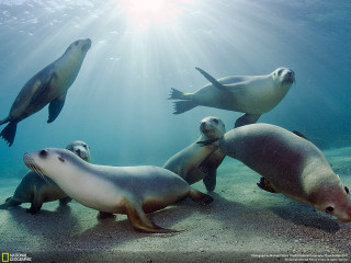 Sea lions swimming ocean sunlight 2 - sun free wallpaper for desktop