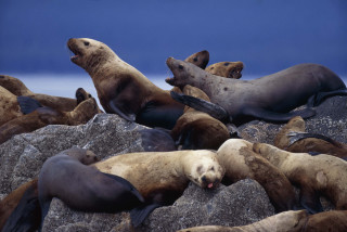 Sea lions rocks beach group - free animals wallpaper