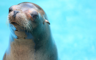 Seal looking up blue background - a seal free wallpaper