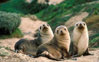 Three sea lions sandy beach - sandy free wallpaper