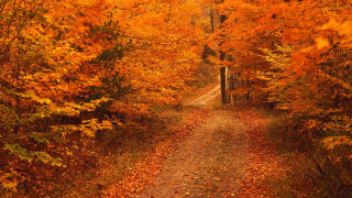 Path woods leaves gate middle - hudson river school free wallpaper