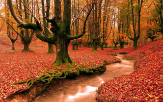 Stream forest trees leaves fallen - tree trunk free wallpaper