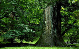 Large tree green forest bench - a green forest free wallpaper