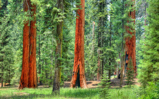 Forest trees green grass autumn - a forest floor free wallpaper