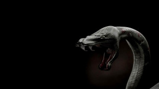 Snake mouth open tongue out 3 - a snake free wallpaper