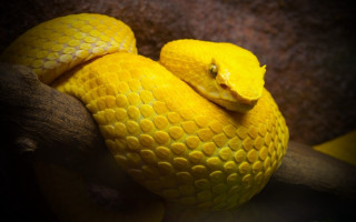 Yellow snake wrapped branch cobra - a branch of a tree branch free wallpaper