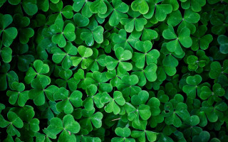 Green shamrocks leaves group nature - a pattern free wallpaper for desktop