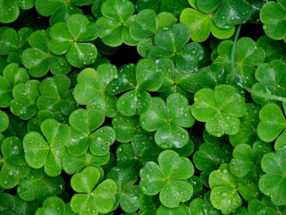 Close up green clovers water 2 - a close up of a bunch free wallpaper for desktop