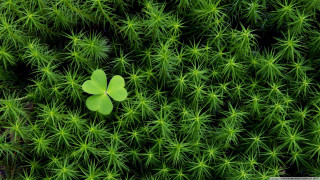 Four leaf clover green plant 2 - denis eden free wallpaper