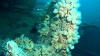 Coral reef scuba boat abstract - abstract expressionism free wallpaper