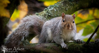 Squirrel sitting tree branch woods - a squirrel free wallpaper