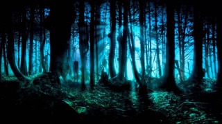 Forest trees light shining through - godray free wallpaper