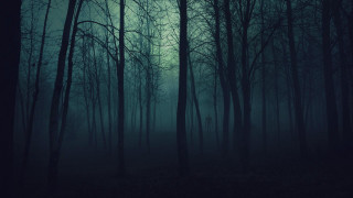 Dark forest foggy sky trees 2 - the middle of the forest free wallpaper
