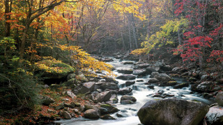 Autumn stream forest trees rocks - a stream free wallpaper
