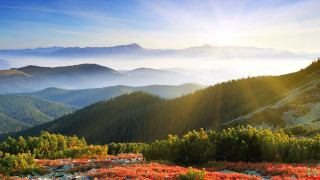 Mountain sun trees flowers field - edi rama free wallpaper