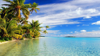 Tropical beach palm trees clear 14 - a tropical beach free wallpaper