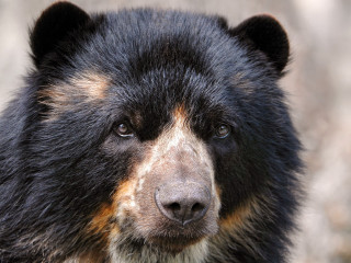 Black bear closeup face blurry - sumatraism free wallpaper for desktop